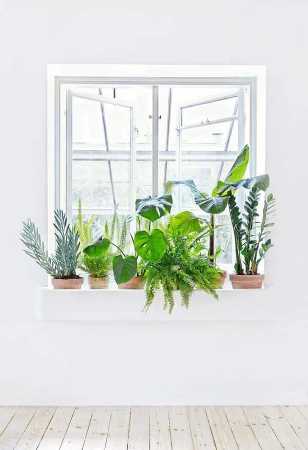 Como fazer um jardim, plantas em vasos