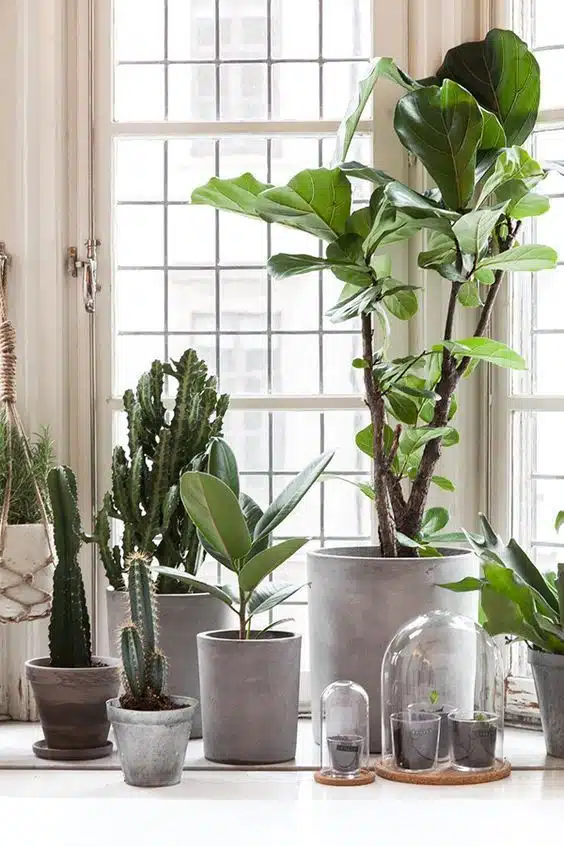 Como fazer um jardim, plantas em vasos