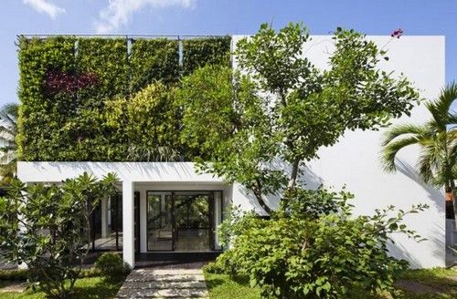 Destaque da vegetação vertical em profunda adaptação