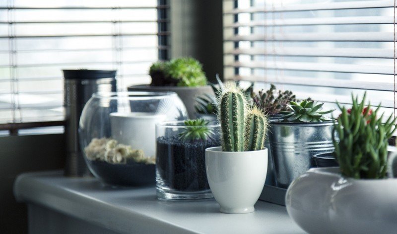 Jardim vertical de apartamento, cactos em vasos