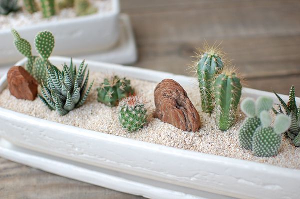 Vaso de plantas feito com travessa