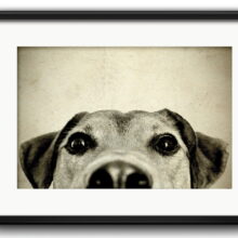 quadro-cachorro-com-paspatur-vidro