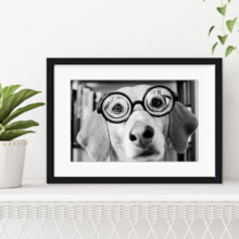 quadro-cachorro-usando-oculos-com-paspatur-vidro